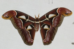 Archaeoattacus malayanus