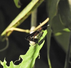 Sabera caesina
