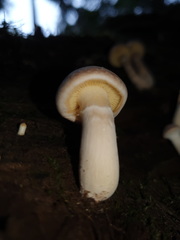 Gymnopilus allantopus
