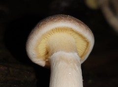 Gymnopilus allantopus