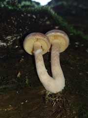 Gymnopilus allantopus