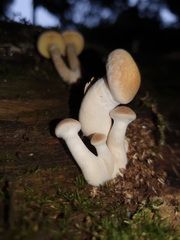 Gymnopilus allantopus