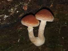Gymnopilus allantopus