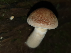 Gymnopilus allantopus