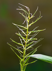 Elymus hystrix hystrix