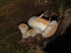 Gymnopilus allantopus