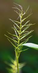 Elymus hystrix hystrix