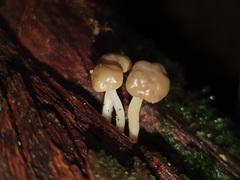Vibrissea dura