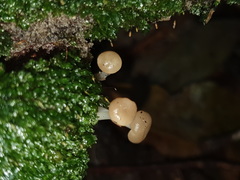 Vibrissea dura