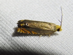 Hystrichophora taleana