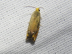 Hystrichophora taleana