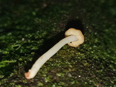 Vibrissea dura