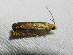 Hystrichophora taleana