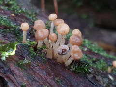 Vibrissea dura