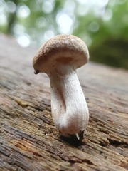 Gymnopilus allantopus