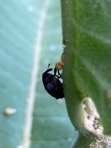 Milkweed Stem Weevil photo 4