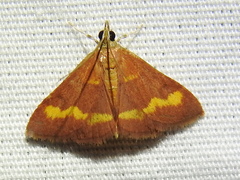 Pyrausta pseuderosnealis