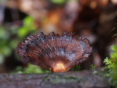 Neodictyopus dictyopus