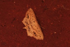 Scopula cacuminaria