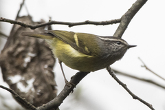 Phylloscopus maculipennis