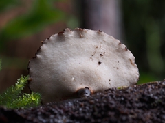 Neodictyopus dictyopus