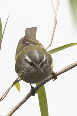 Phylloscopus maculipennis