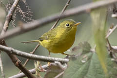 Phylloscopus whistleri