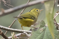 Phylloscopus whistleri