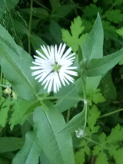 Stellaria radians