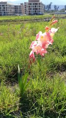 Gladiolus × hortulanus