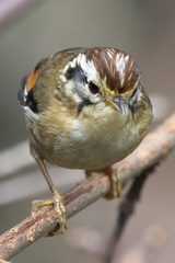 Schoeniparus castaneceps