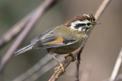 Schoeniparus castaneceps