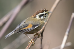 Schoeniparus castaneceps