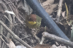 Cettia castaneocoronata