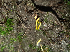 Clavulinopsis amoena