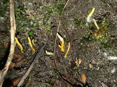 Clavulinopsis amoena