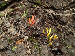 Clavulinopsis amoena