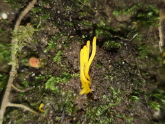 Clavulinopsis amoena