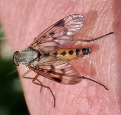 Rhagio scolopaceus