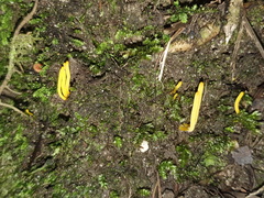 Clavulinopsis amoena