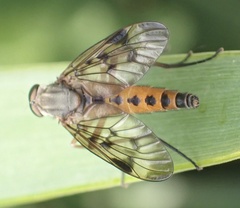 Rhagio scolopaceus