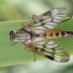 Rhagio scolopaceus