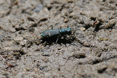 Cicindela tranquebarica sierra
