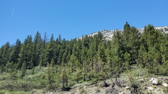 Pinus contorta murrayana