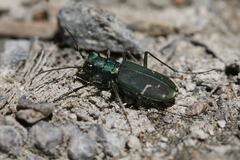 Cicindela tranquebarica sierra