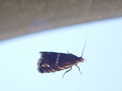 Grapholita lunatana