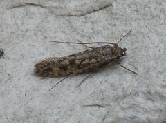 Lindera tessellatella