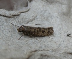 Lindera tessellatella