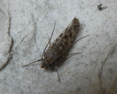 Lindera tessellatella