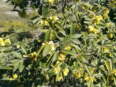 Neopringlea integrifolia